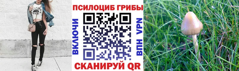 Псилоцибиновые грибы Cubensis  Михайлов 